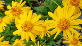 Flexacil Ultra Componentes: Glucosamina